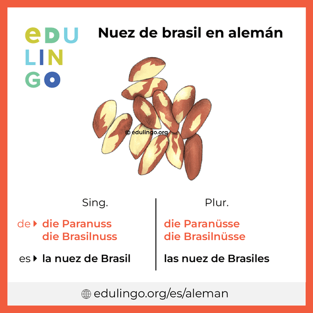 Imagen de vocabulario Nuez de brasil en alemán con singular y plural para descargar e imprimir