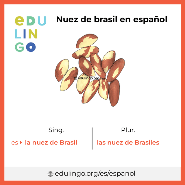 Imagen de vocabulario Nuez de brasil en español con singular y plural para descargar e imprimir