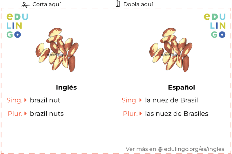 Ficha de Vocabulario Nuez de brasil en inglés para imprimir, practicar y aprender