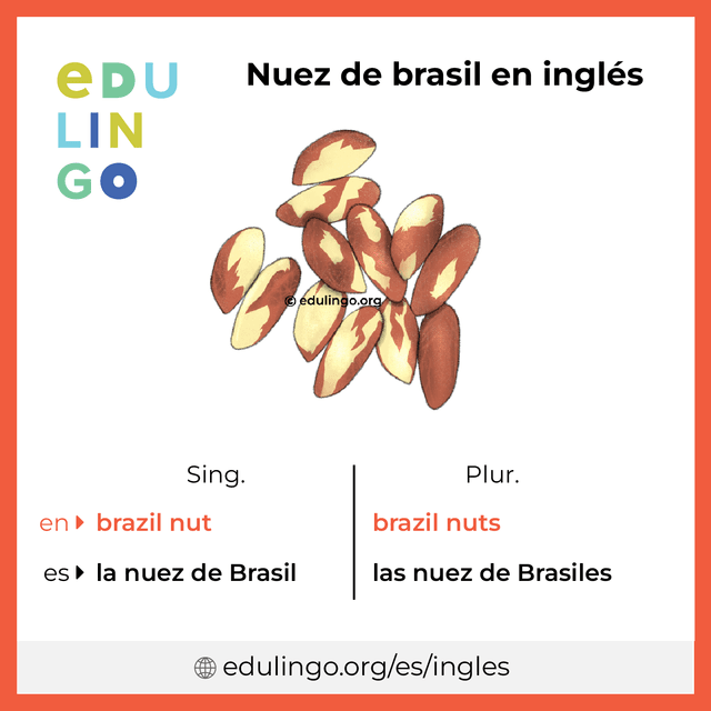 Imagen de vocabulario Nuez de brasil en inglés con singular y plural para descargar e imprimir