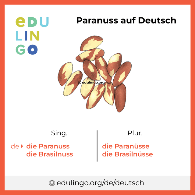 Paranuss auf Deutsch Vokabelbild mit Singular und Plural zum Herunterladen und Ausdrucken
