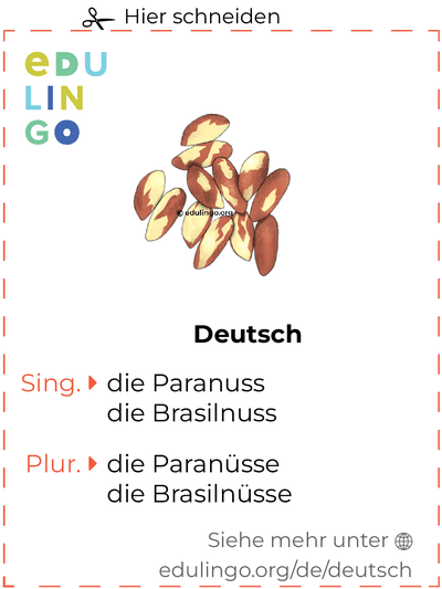 Paranuss auf Deutsch Vokabelkartei zum Ausdrucken, Üben und Lernen