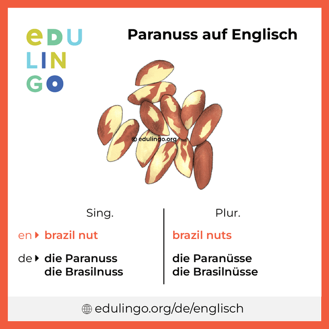 Paranuss auf Englisch Vokabelbild mit Singular und Plural zum Herunterladen und Ausdrucken