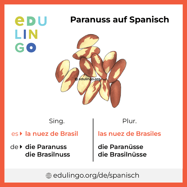 Paranuss auf Spanisch Vokabelbild mit Singular und Plural zum Herunterladen und Ausdrucken