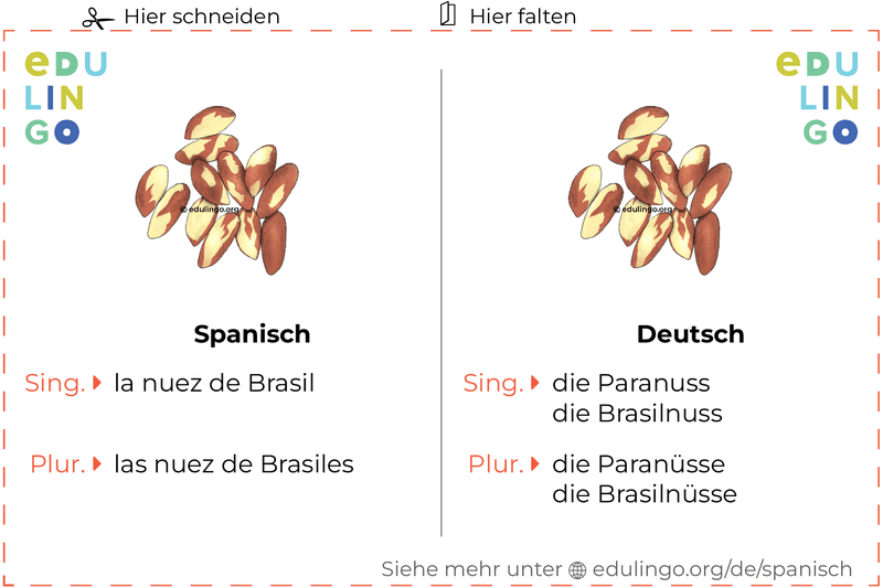 Paranuss auf Spanisch Vokabelkartei zum Ausdrucken, Üben und Lernen