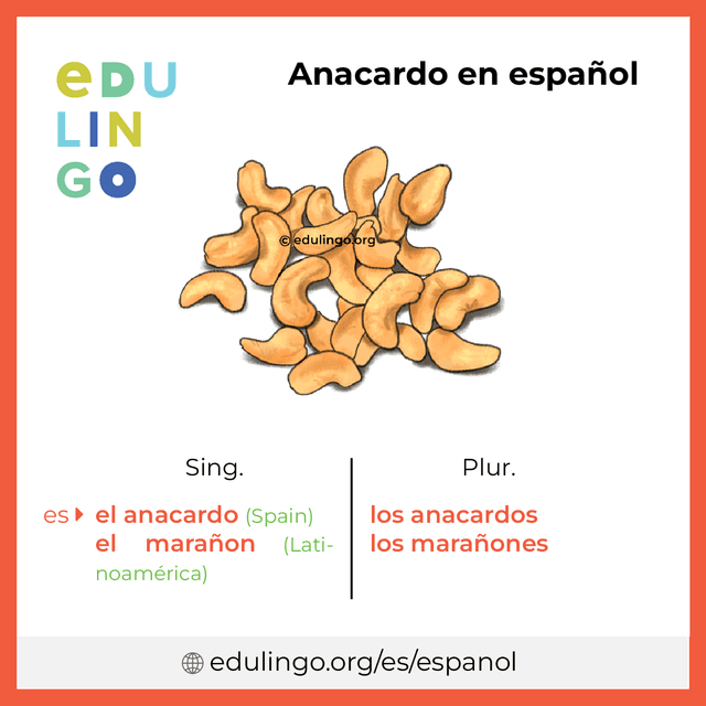 Imagen de vocabulario Anacardo en español con singular y plural para descargar e imprimir