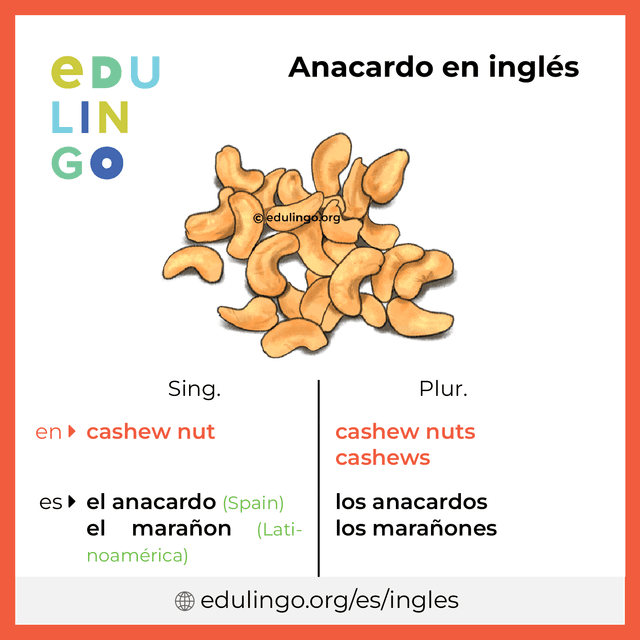 Imagen de vocabulario Anacardo en inglés con singular y plural para descargar e imprimir