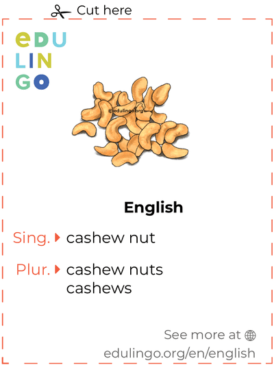 Cashew Nut in English vocabulary flashcard for printing, practicing and learning