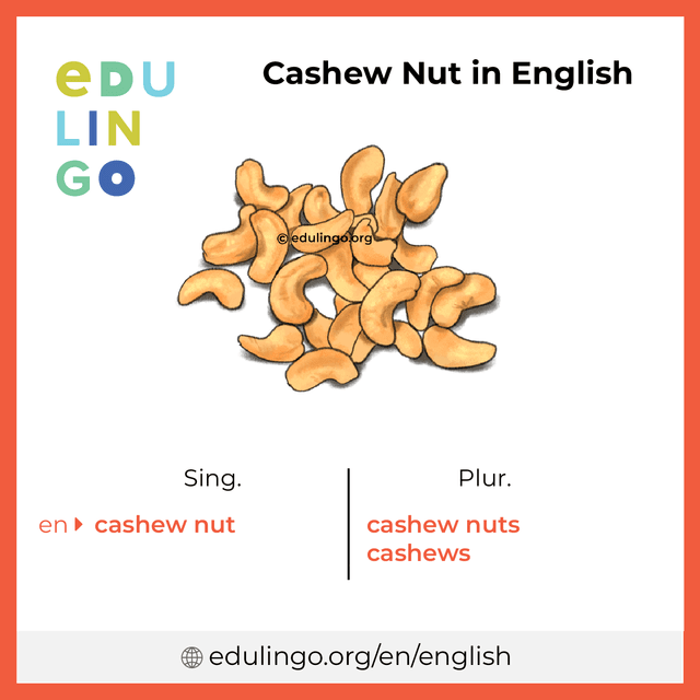 Cashew Nut in English vocabulary picture with singular and plural for download and printing