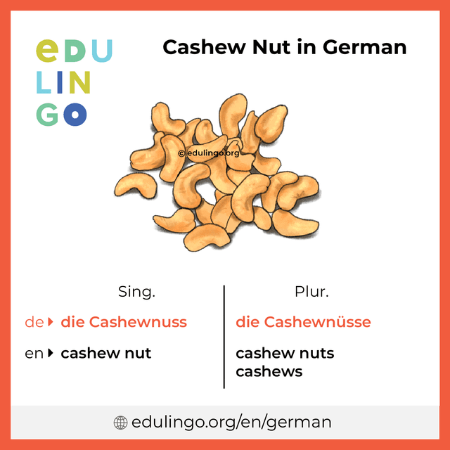Cashew Nut in German vocabulary picture with singular and plural for download and printing