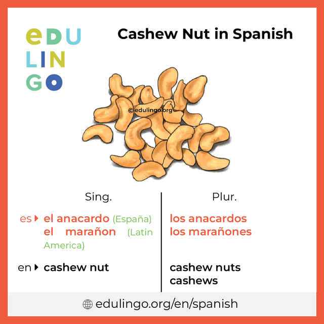 Cashew Nut in Spanish vocabulary picture with singular and plural for download and printing