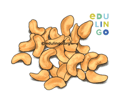 Thumbnail: Cashew Nut in Spanish