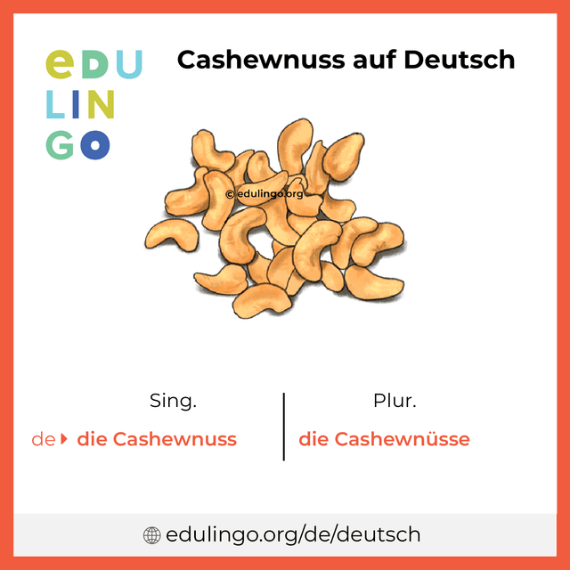 Cashewnuss auf Deutsch Vokabelbild mit Singular und Plural zum Herunterladen und Ausdrucken