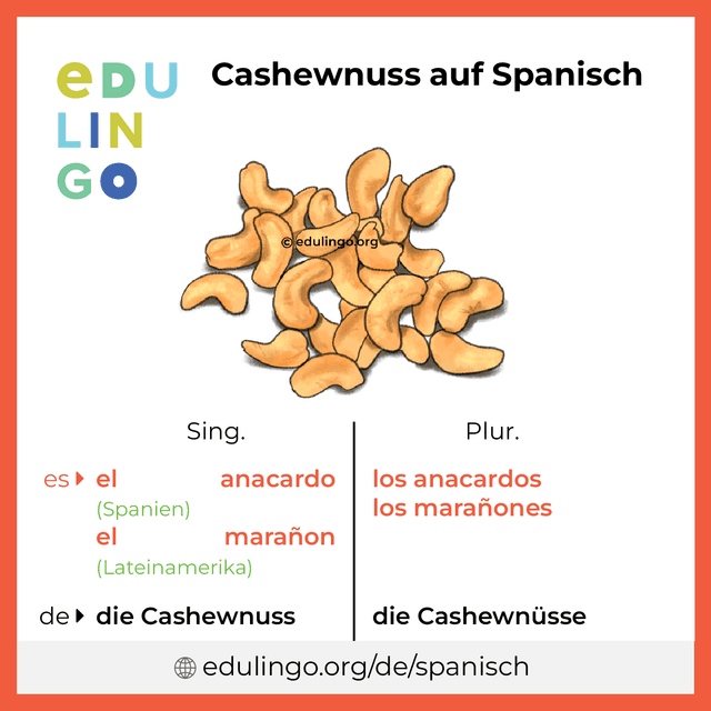 Cashewnuss auf Spanisch Vokabelbild mit Singular und Plural zum Herunterladen und Ausdrucken
