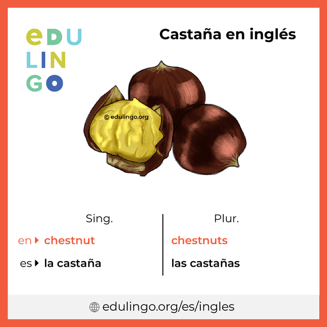 Imagen de vocabulario Castaña en inglés con singular y plural para descargar e imprimir