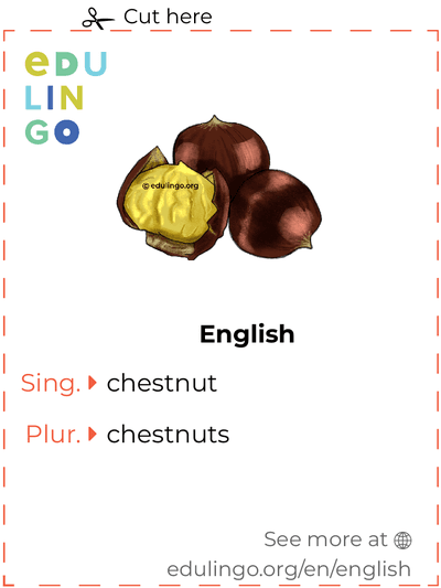 Chestnut in English vocabulary flashcard for printing, practicing and learning