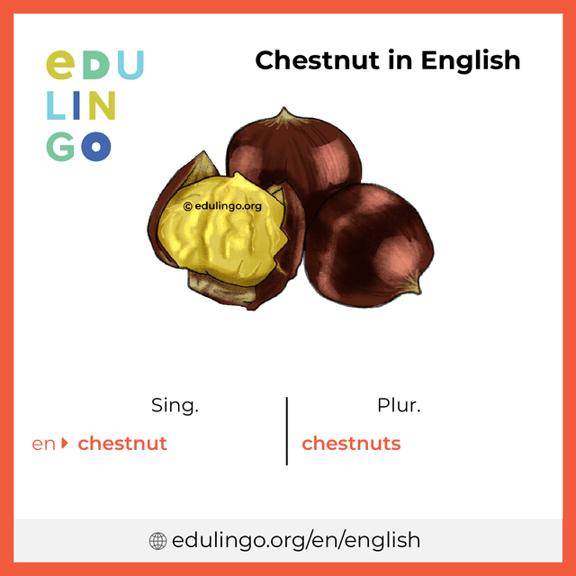 Chestnut in English vocabulary picture with singular and plural for download and printing