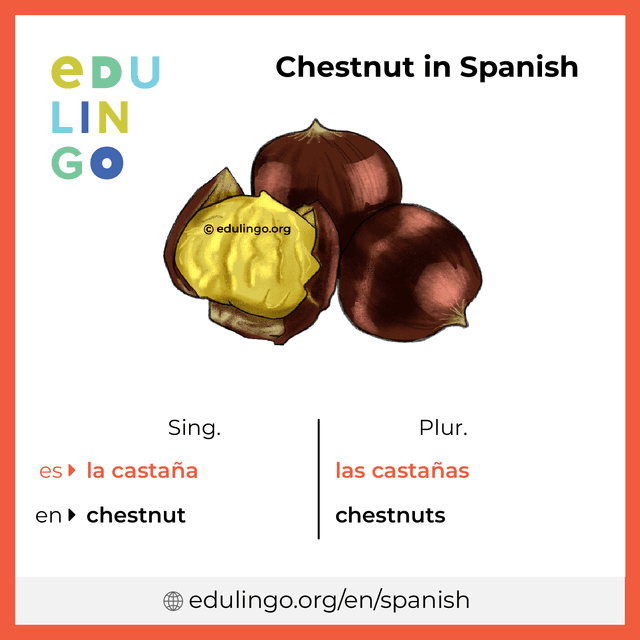 Chestnut in Spanish vocabulary picture with singular and plural for download and printing