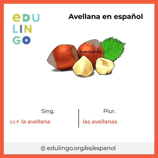 Imagen de vocabulario Avellana en español con singular y plural para descargar e imprimir