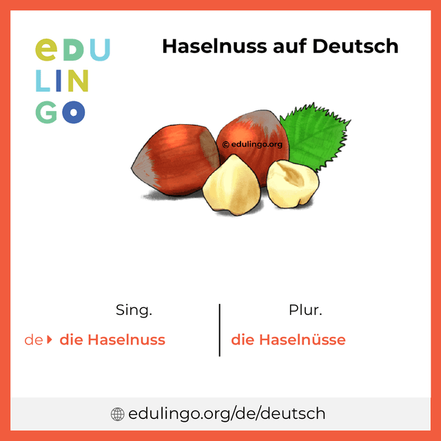 Haselnuss auf Deutsch Vokabelbild mit Singular und Plural zum Herunterladen und Ausdrucken