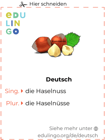 Haselnuss auf Deutsch Vokabelkartei zum Ausdrucken, Üben und Lernen