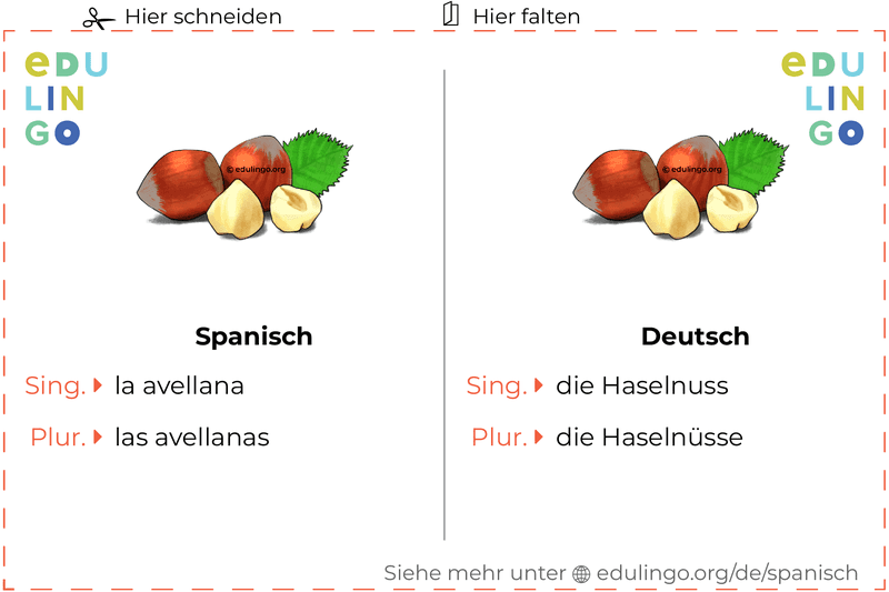 Haselnuss auf Spanisch Vokabelkartei zum Ausdrucken, Üben und Lernen