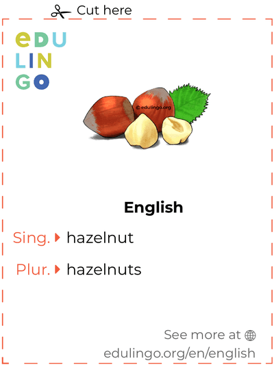 Hazelnut in English vocabulary flashcard for printing, practicing and learning