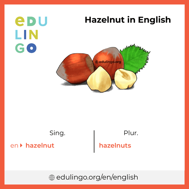 Hazelnut in English vocabulary picture with singular and plural for download and printing