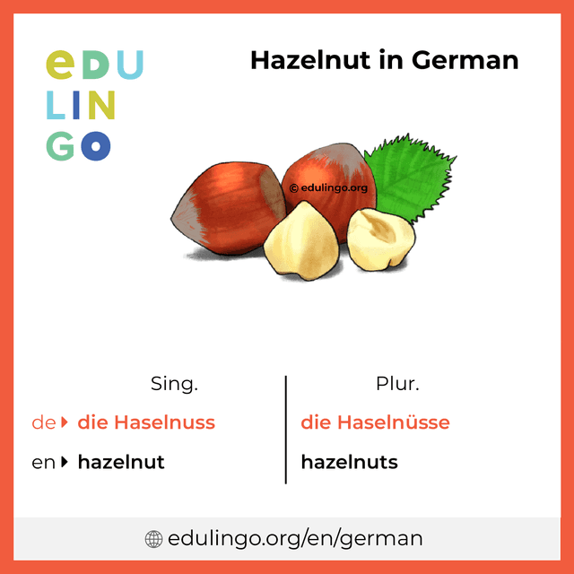 Hazelnut in German vocabulary picture with singular and plural for download and printing