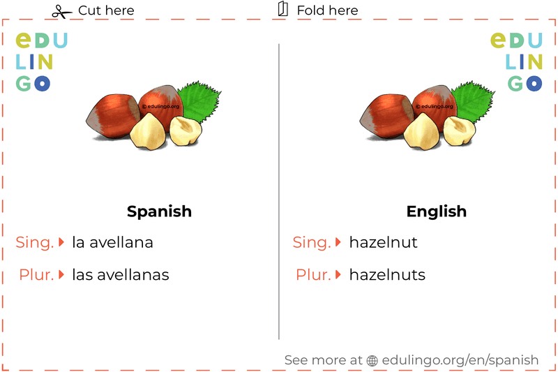 Hazelnut in Spanish vocabulary flashcard for printing, practicing and learning