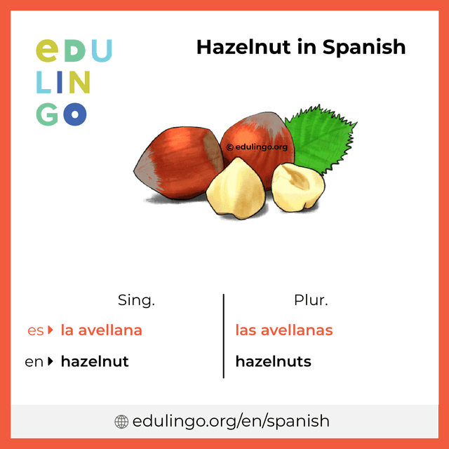 Hazelnut in Spanish vocabulary picture with singular and plural for download and printing