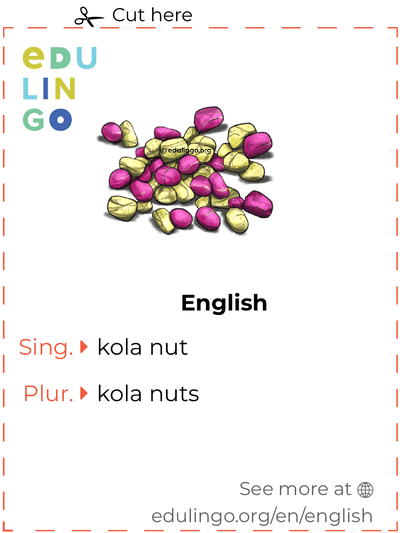 Kola Nut in English vocabulary flashcard for printing, practicing and learning