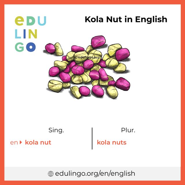 Kola Nut in English vocabulary picture with singular and plural for download and printing