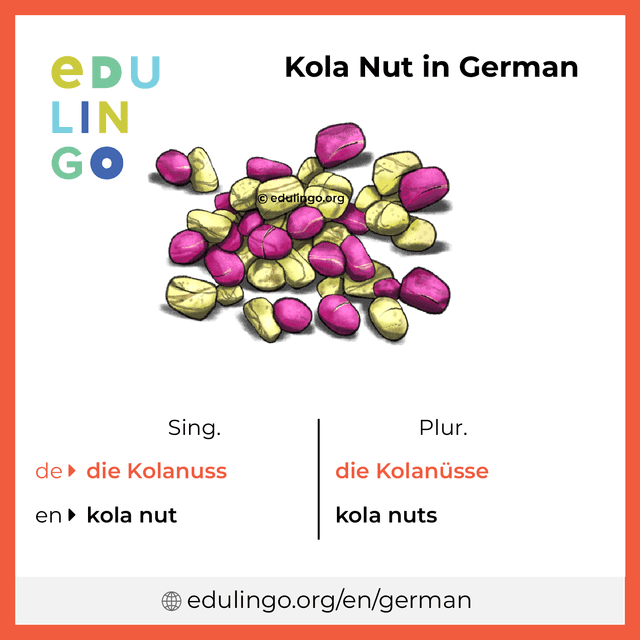 Kola Nut in German vocabulary picture with singular and plural for download and printing