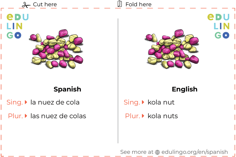 Kola Nut in Spanish vocabulary flashcard for printing, practicing and learning