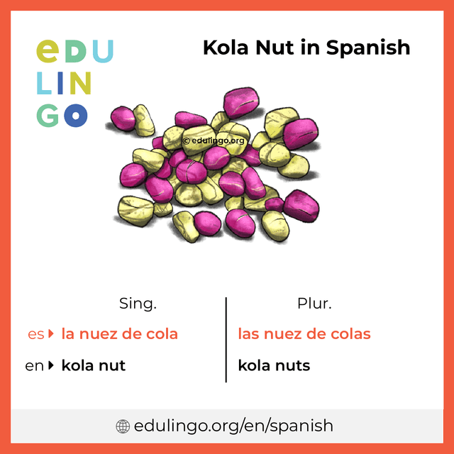 Kola Nut in Spanish vocabulary picture with singular and plural for download and printing