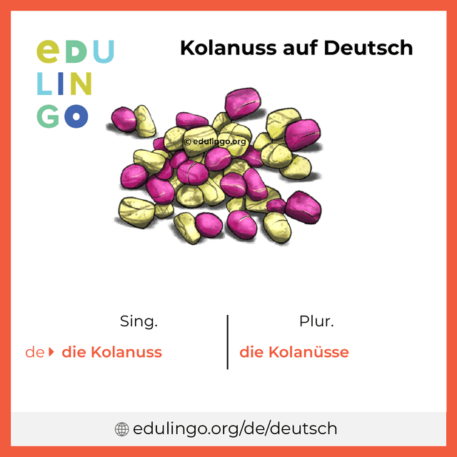Kolanuss auf Deutsch Vokabelbild mit Singular und Plural zum Herunterladen und Ausdrucken