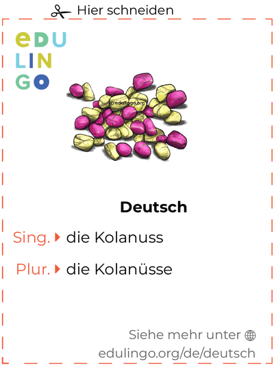 Kolanuss auf Deutsch Vokabelkartei zum Ausdrucken, Üben und Lernen