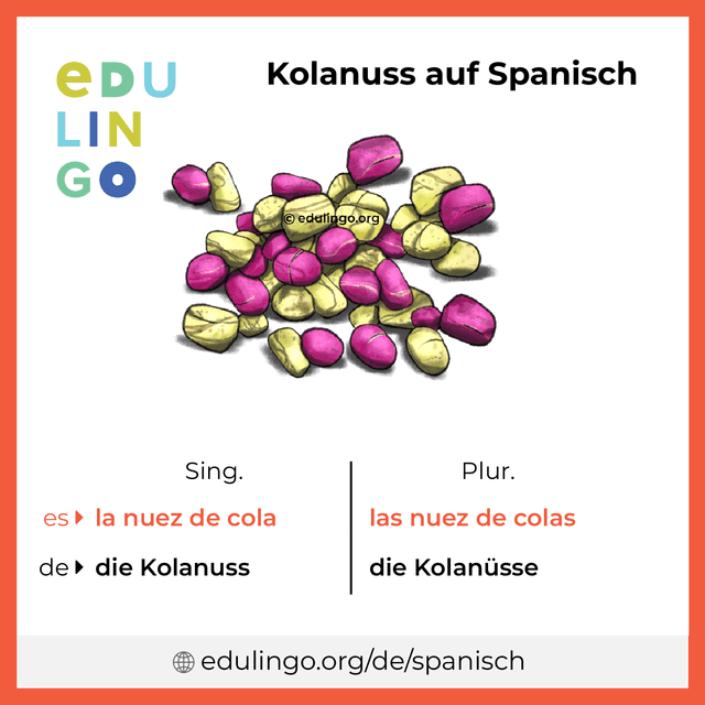 Kolanuss auf Spanisch Vokabelbild mit Singular und Plural zum Herunterladen und Ausdrucken