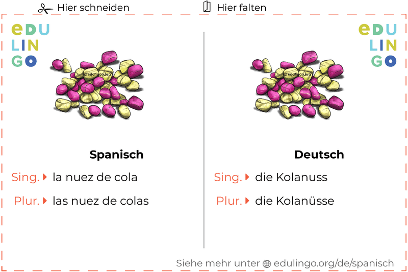 Kolanuss auf Spanisch Vokabelkartei zum Ausdrucken, Üben und Lernen