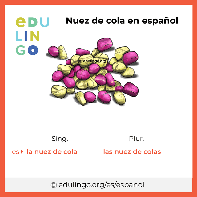 Imagen de vocabulario Nuez de cola en español con singular y plural para descargar e imprimir