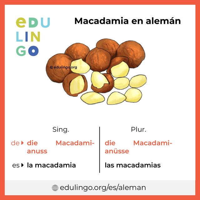 Imagen de vocabulario Macadamia en alemán con singular y plural para descargar e imprimir