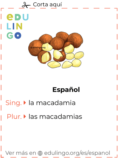 Ficha de Vocabulario Macadamia en español para imprimir, practicar y aprender