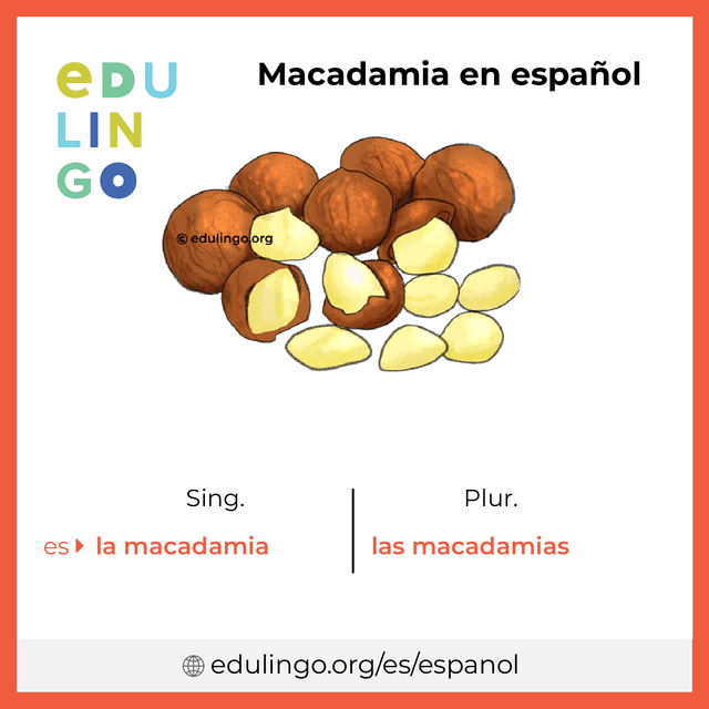 Imagen de vocabulario Macadamia en español con singular y plural para descargar e imprimir