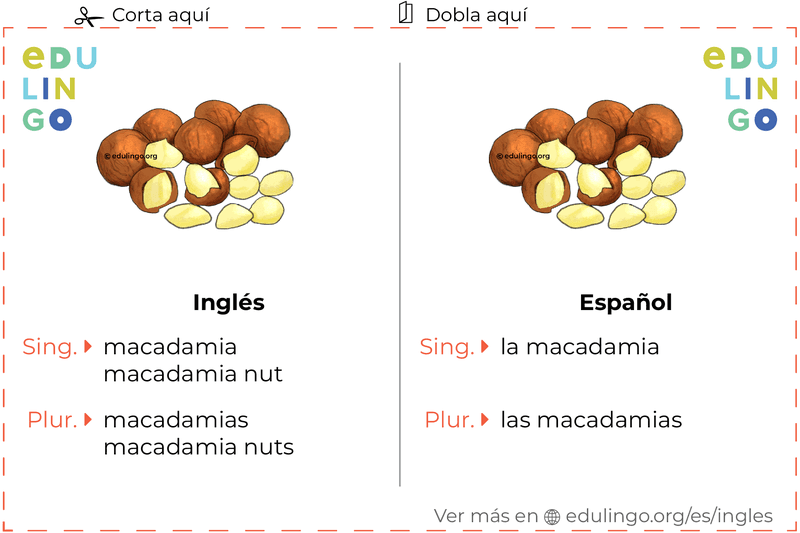 Ficha de Vocabulario Macadamia en inglés para imprimir, practicar y aprender