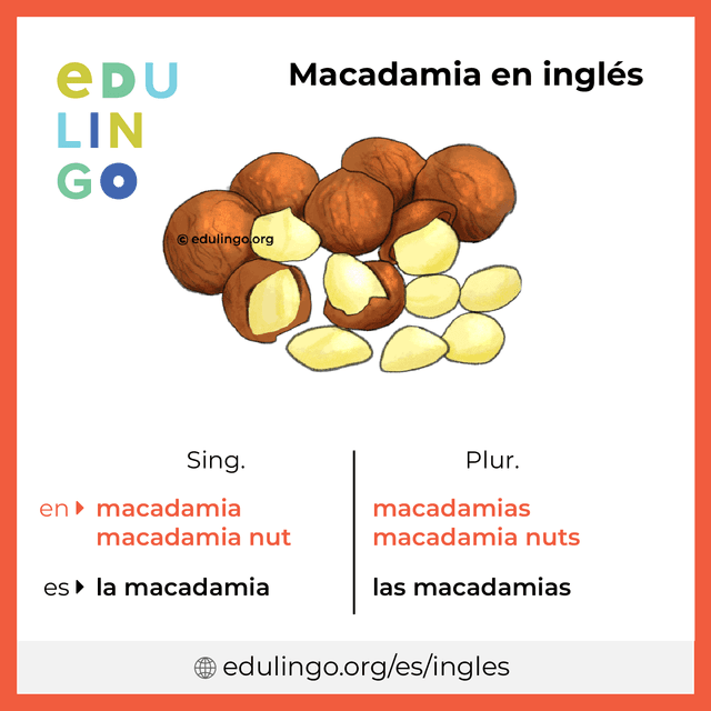 Imagen de vocabulario Macadamia en inglés con singular y plural para descargar e imprimir
