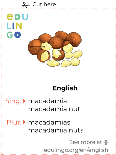 Macadamia in English vocabulary flashcard for printing, practicing and learning