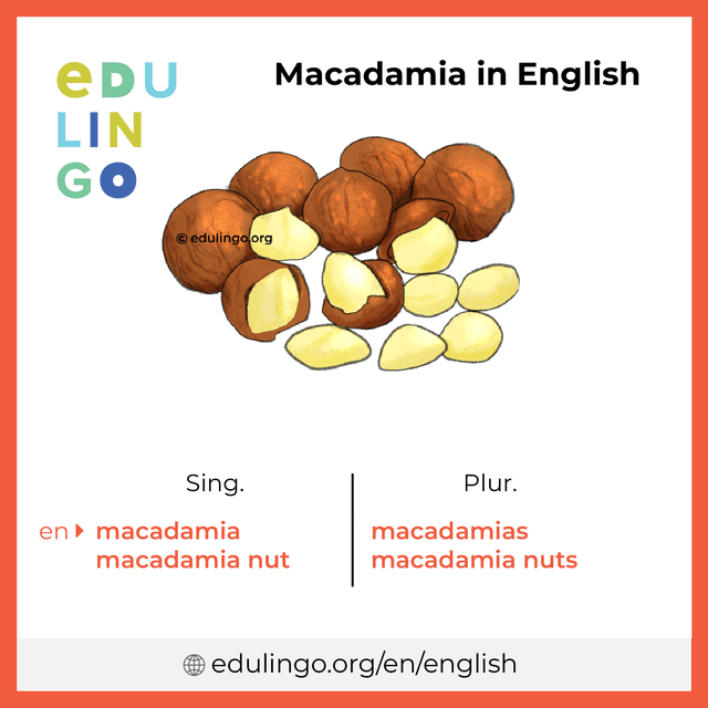 Macadamia in English vocabulary picture with singular and plural for download and printing