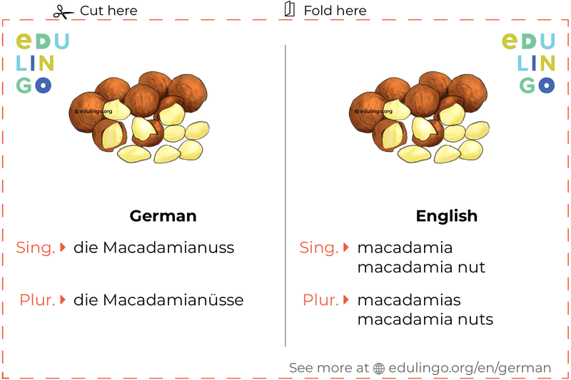 Macadamia in German vocabulary flashcard for printing, practicing and learning