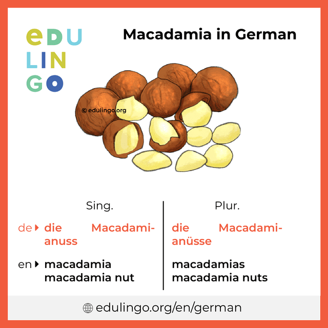 Macadamia in German vocabulary picture with singular and plural for download and printing